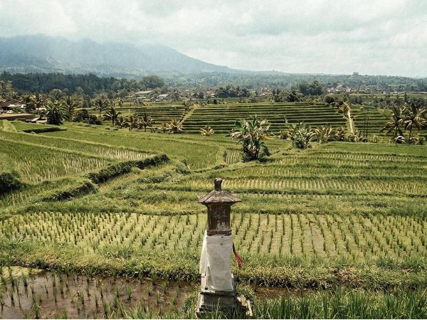 The rice fields of Tabanan, Bali.